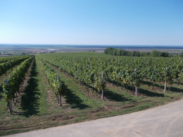 belje vino puljic farma 170 600x450