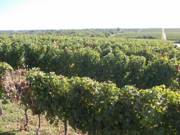 belje vino puljic farma 177 600x450