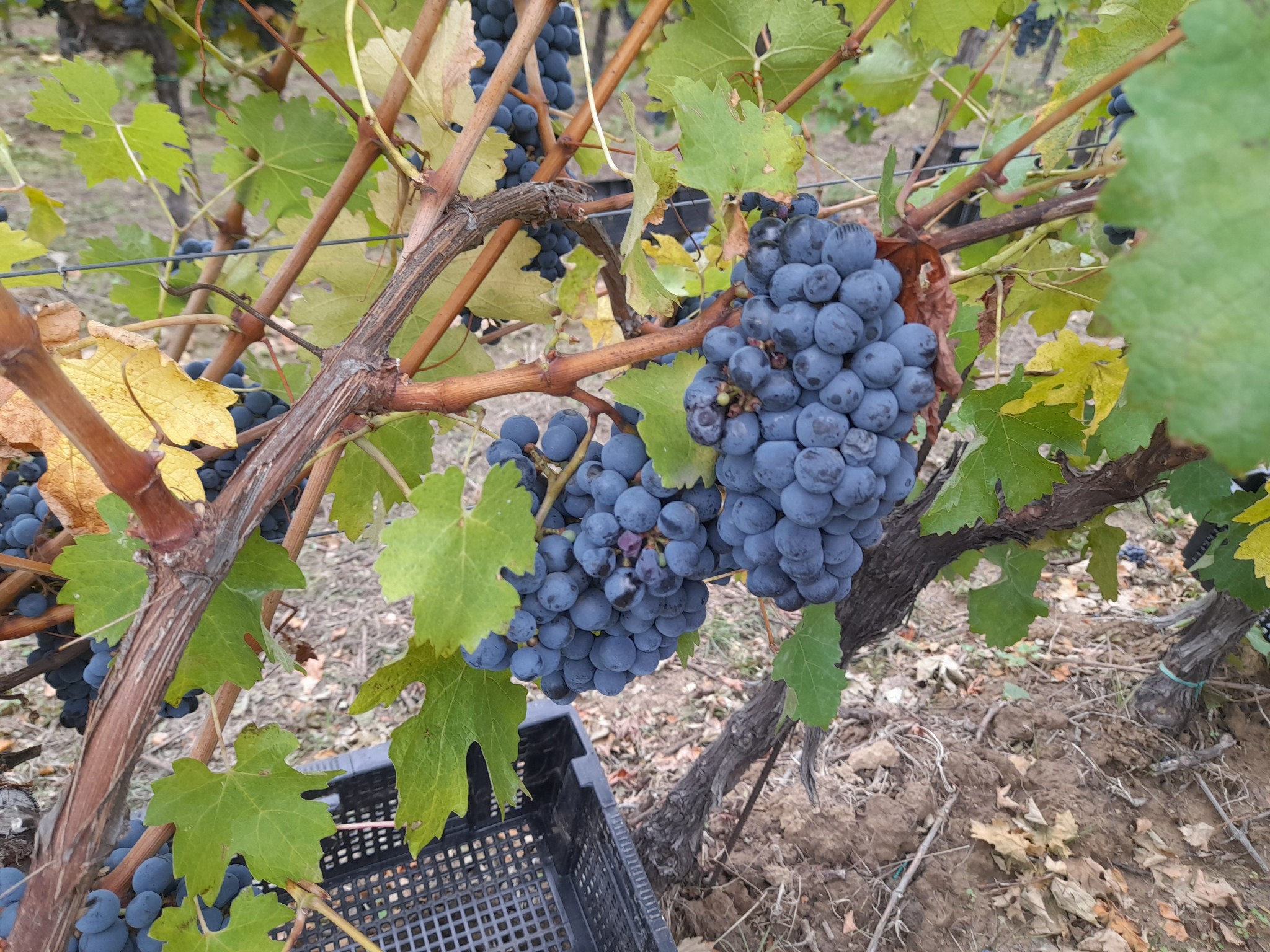 cabernet souvignon
