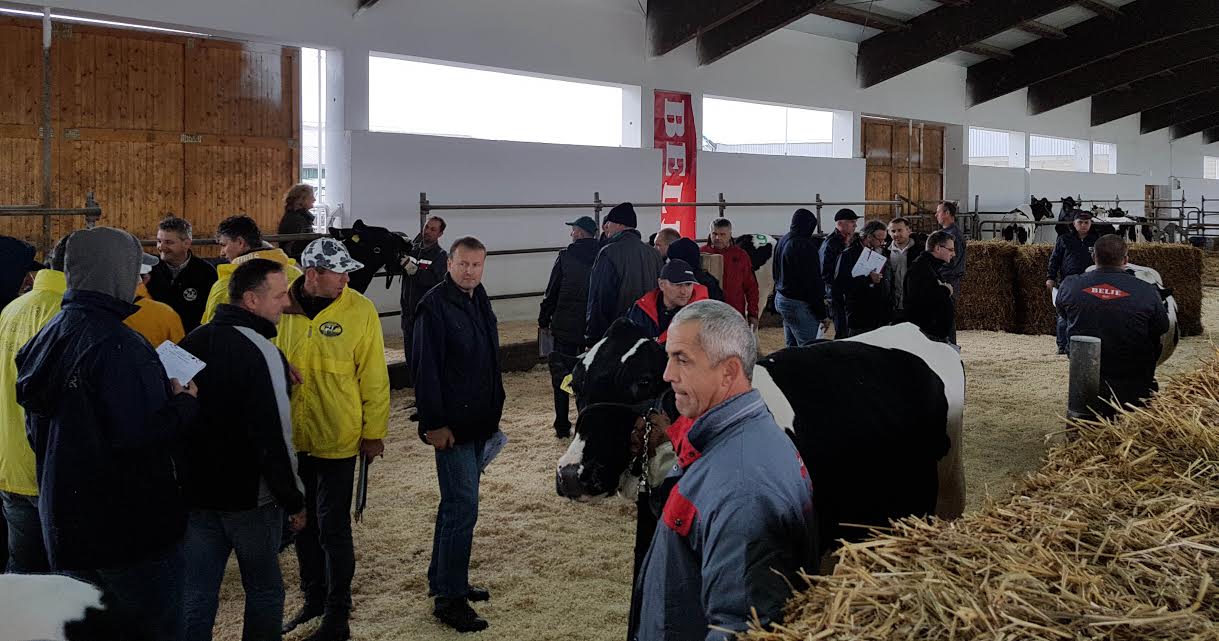 holstein belje