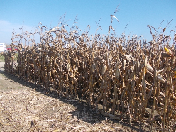 pioneer kukuruz 27 600x450