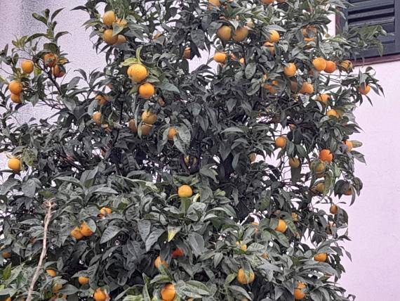Mandarine nitko ne bere