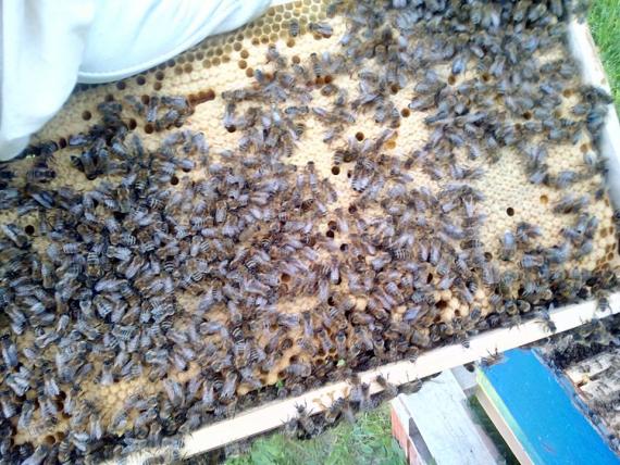 Apis detox spa&scaron;ava pčelinjake