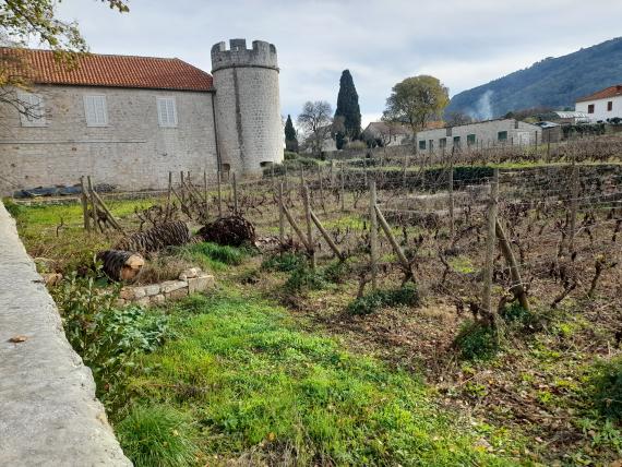 U vinogradu dominikanskog samostana na otoku Hvaru