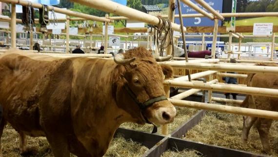 Petir pita Hogana po kojem kriteriju goveda u Hrvatskoj vrijede manje