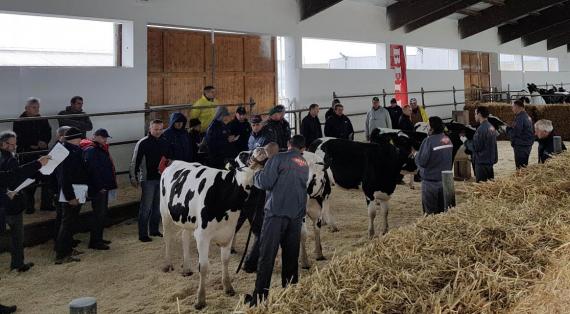 Na beljskoj farmi Mitrovac educirali se europski suci za Holstein goveda