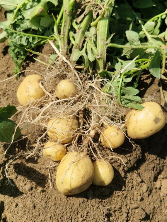 Zbog kvalitete tla i sustava navodnjavanja u Baranji Podravka Agri postaje jedan od najvećih proizvođača  krumpira u Hrvatskoj