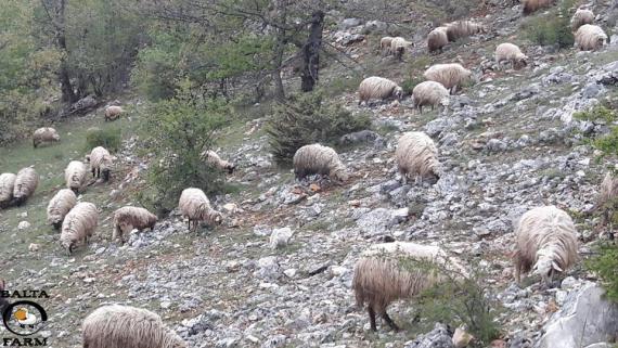 Uzgoj ličke pramenke u Mogoriću - svi janjci prodaju se u Rijeci
