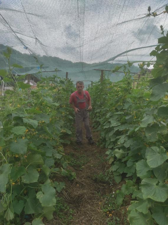 Prodaje p&scaron;enicu, zob, ječam ali može i zamjena za odojke ili odbijance